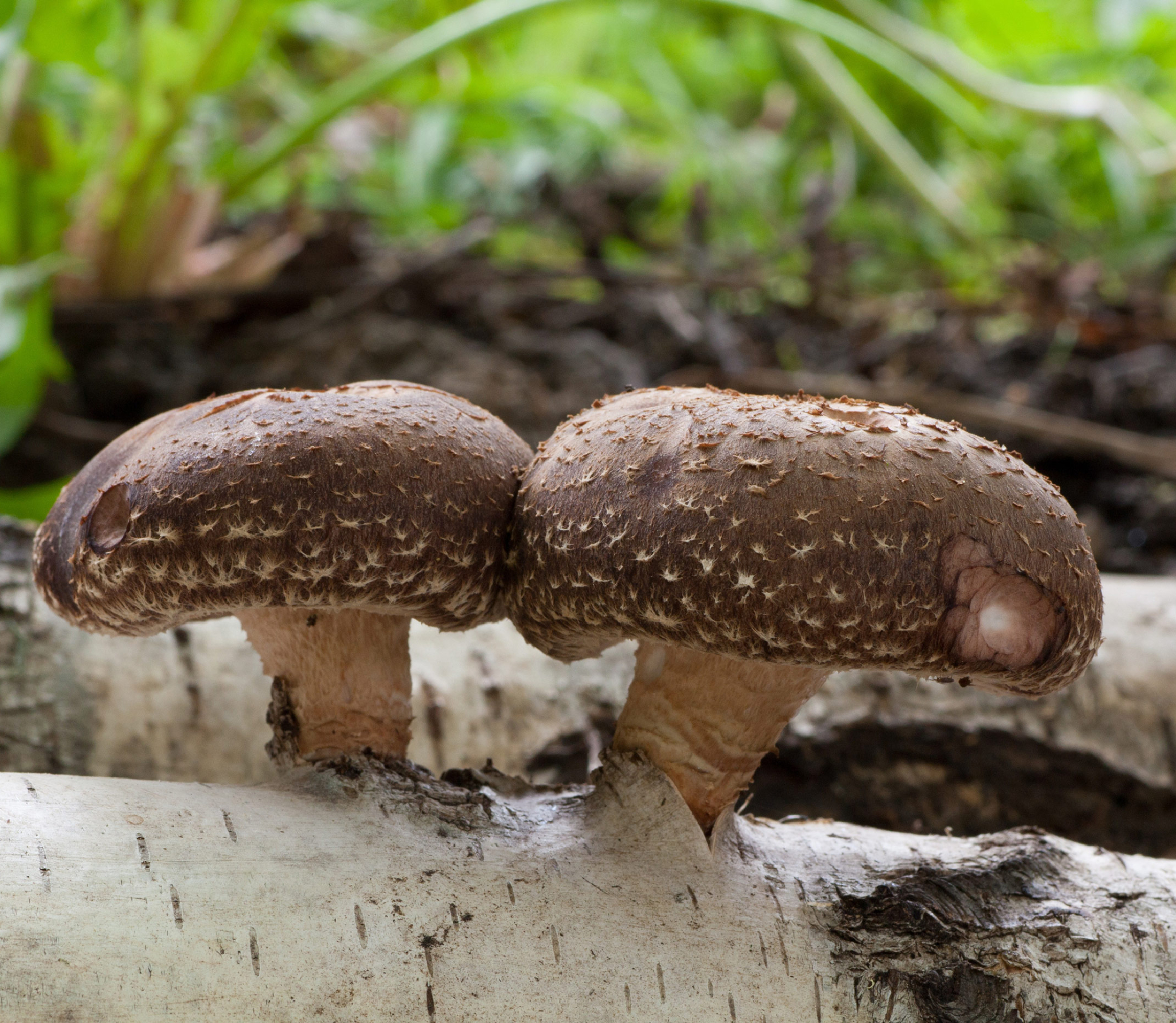 Buy shitake mushroom plugs kit