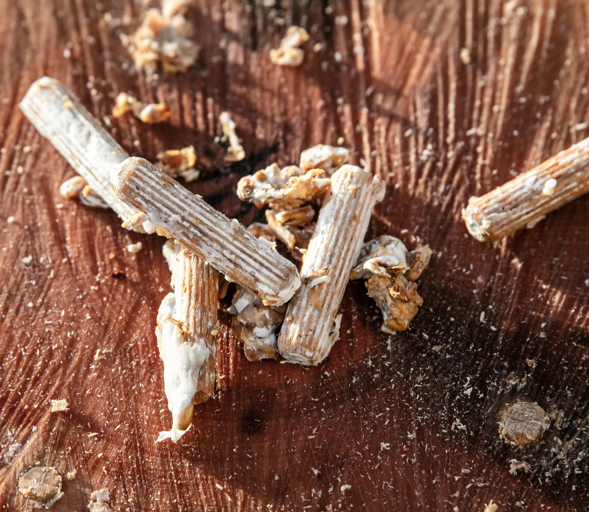 Chevilles de bois dur inoculées avec du mycélium fait à partir de grains certifié biologique
