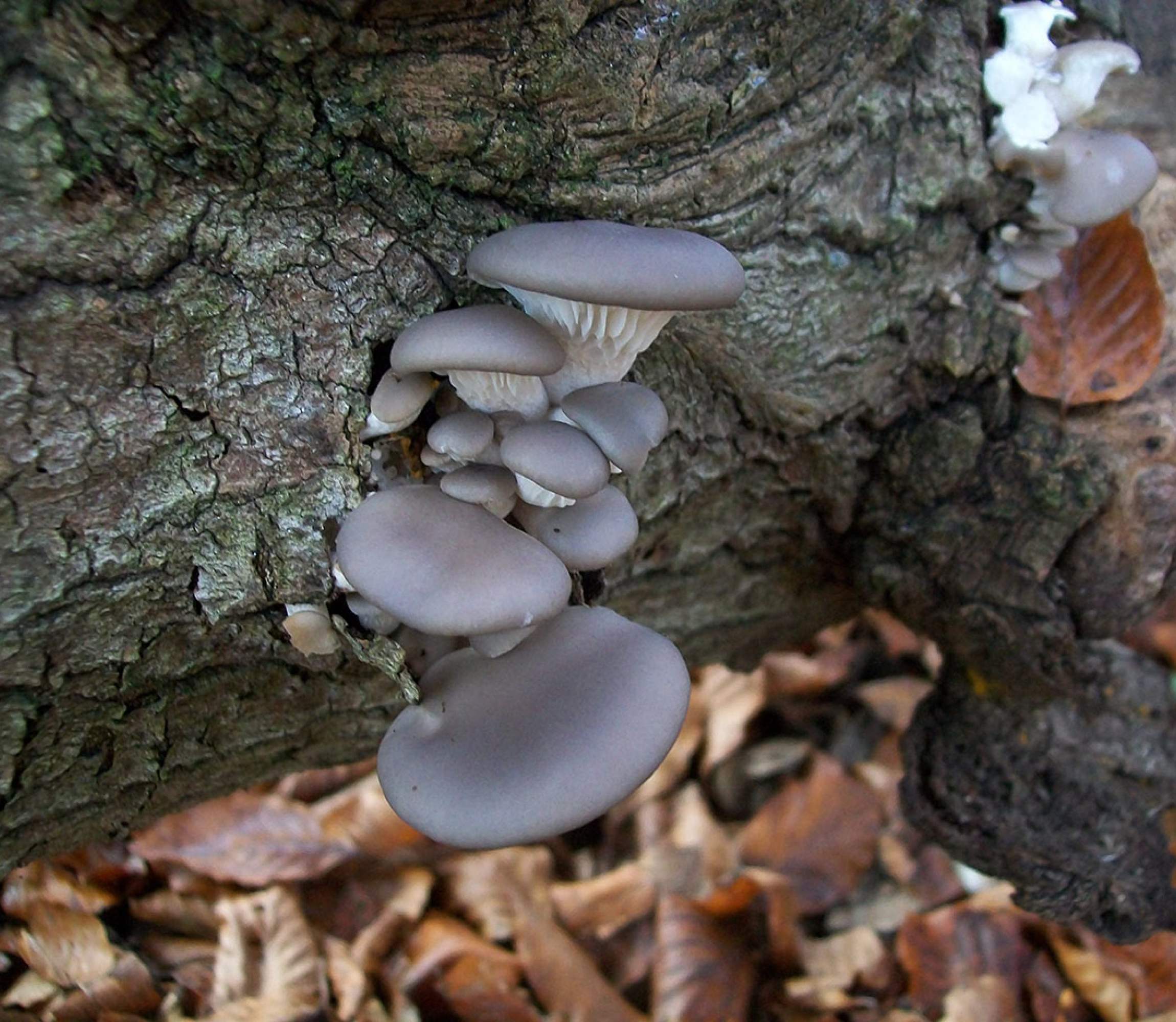 Blue oyster mushrooms growing at home on wood log