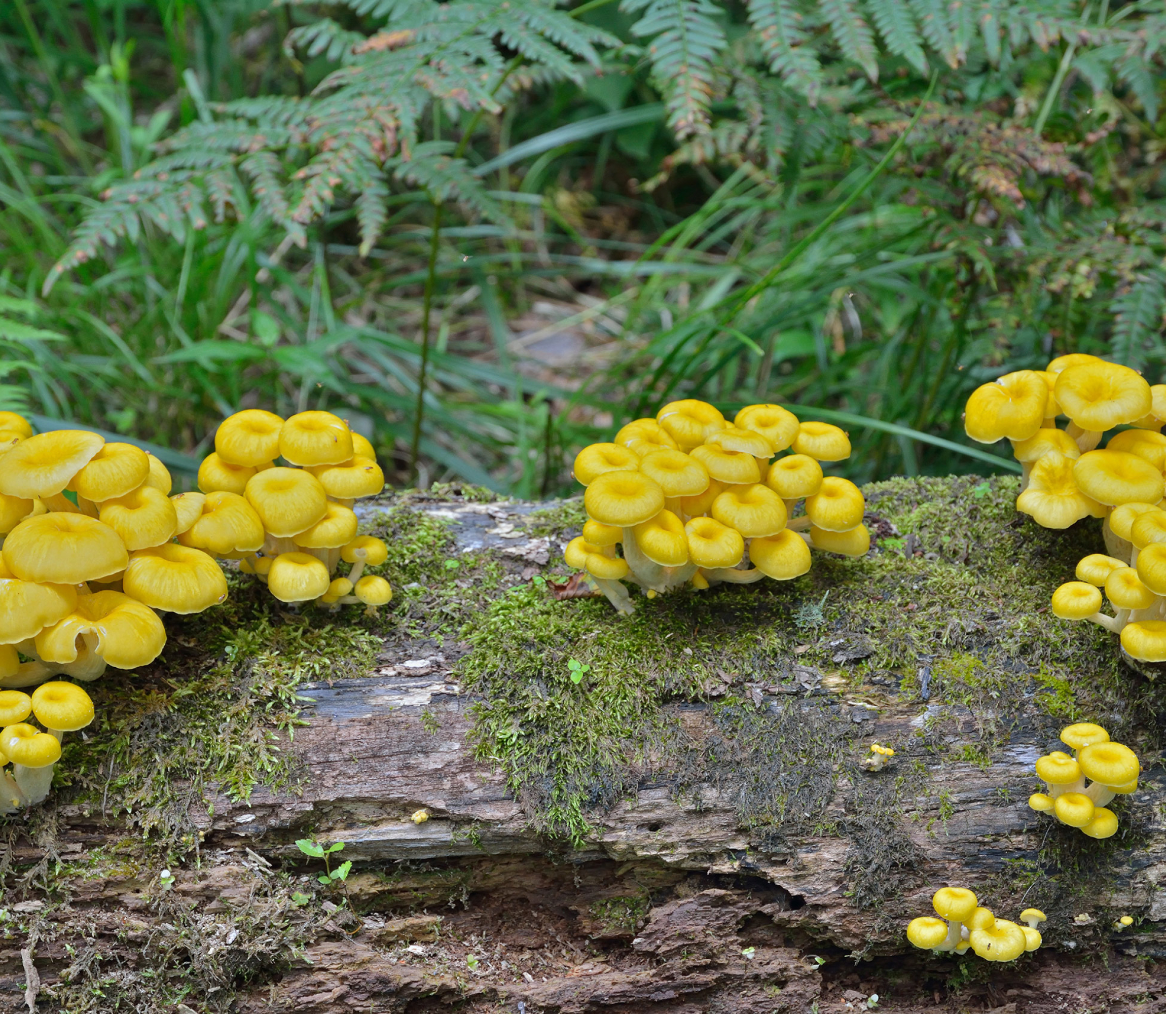 Golden (yellow) oyster mushrooms growing at home on wood log