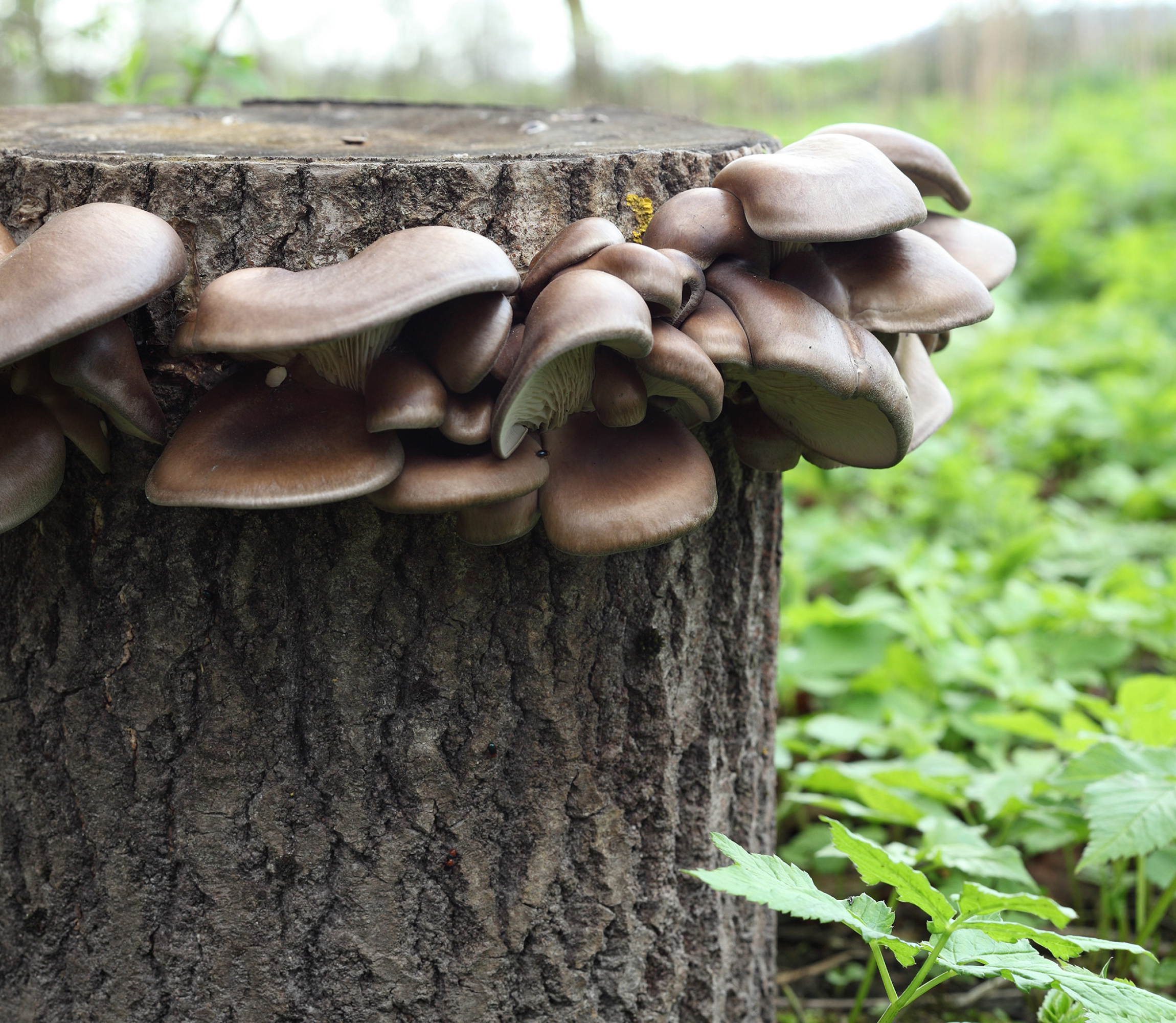 Brown oyster mushrooms growing at home on wood log