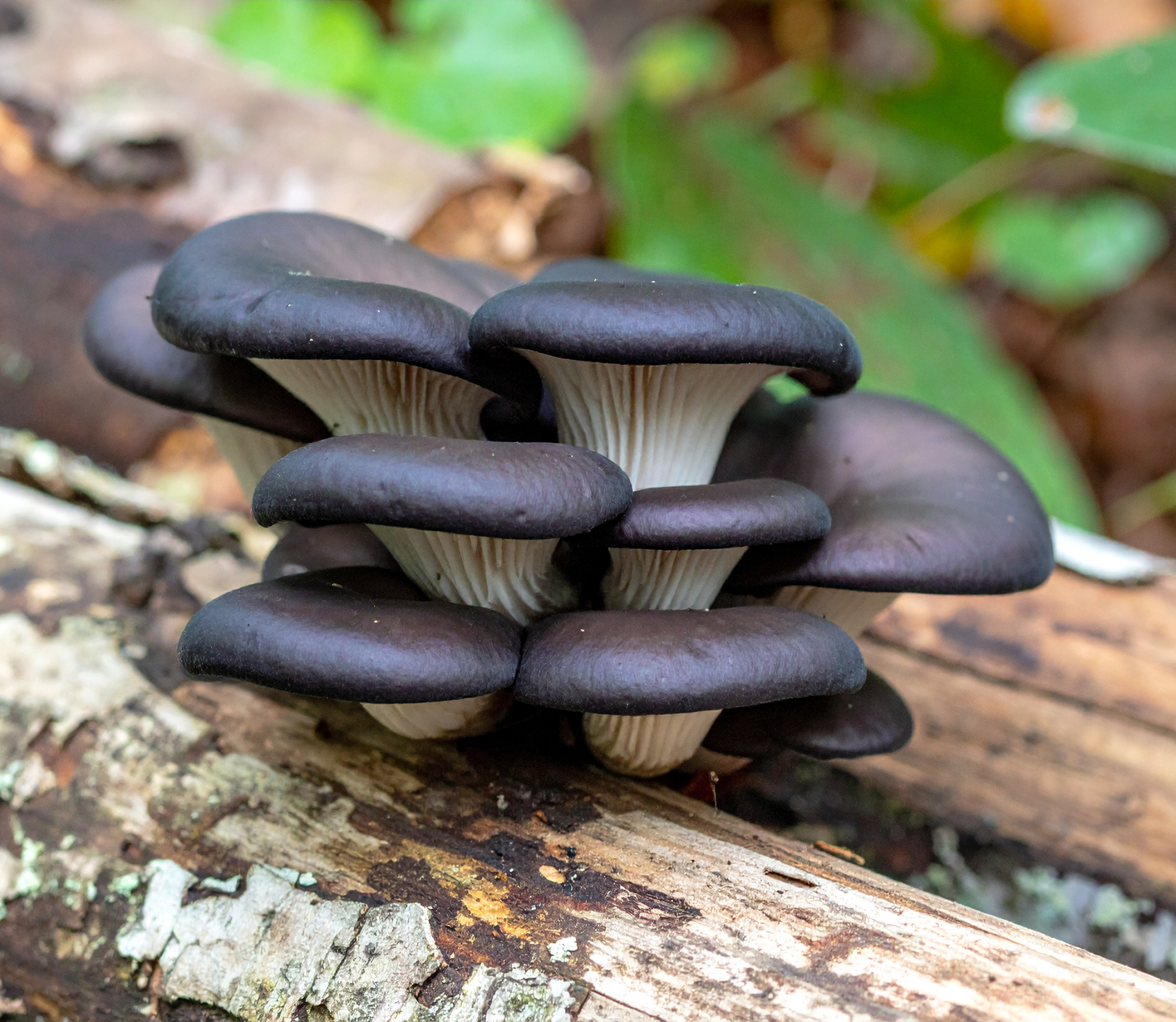 Black Pearl King oyster growing on wood stump