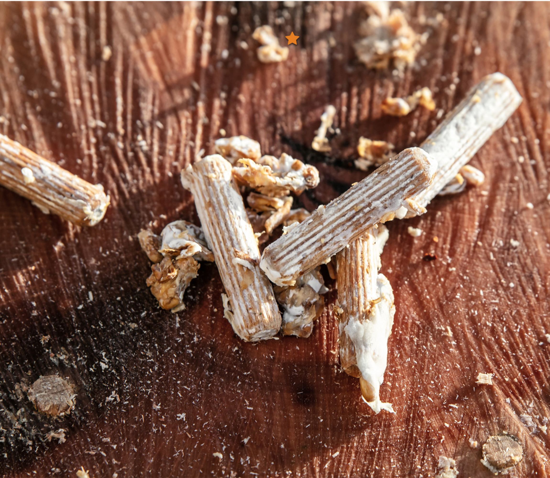 Mushroom plugs pre-inoculated with mushroom mycelium