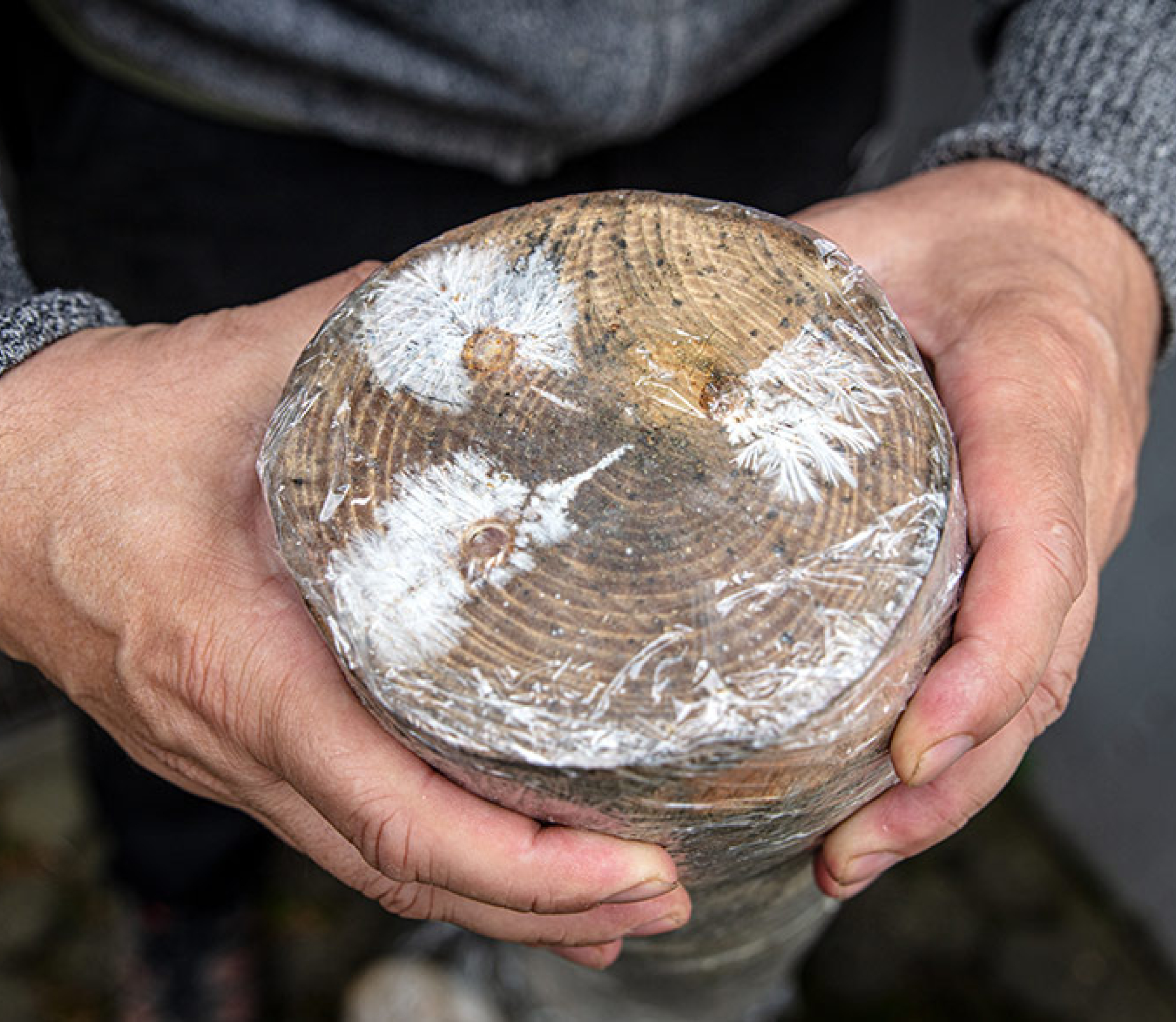 Propagation of mushroom mycelium in the logs