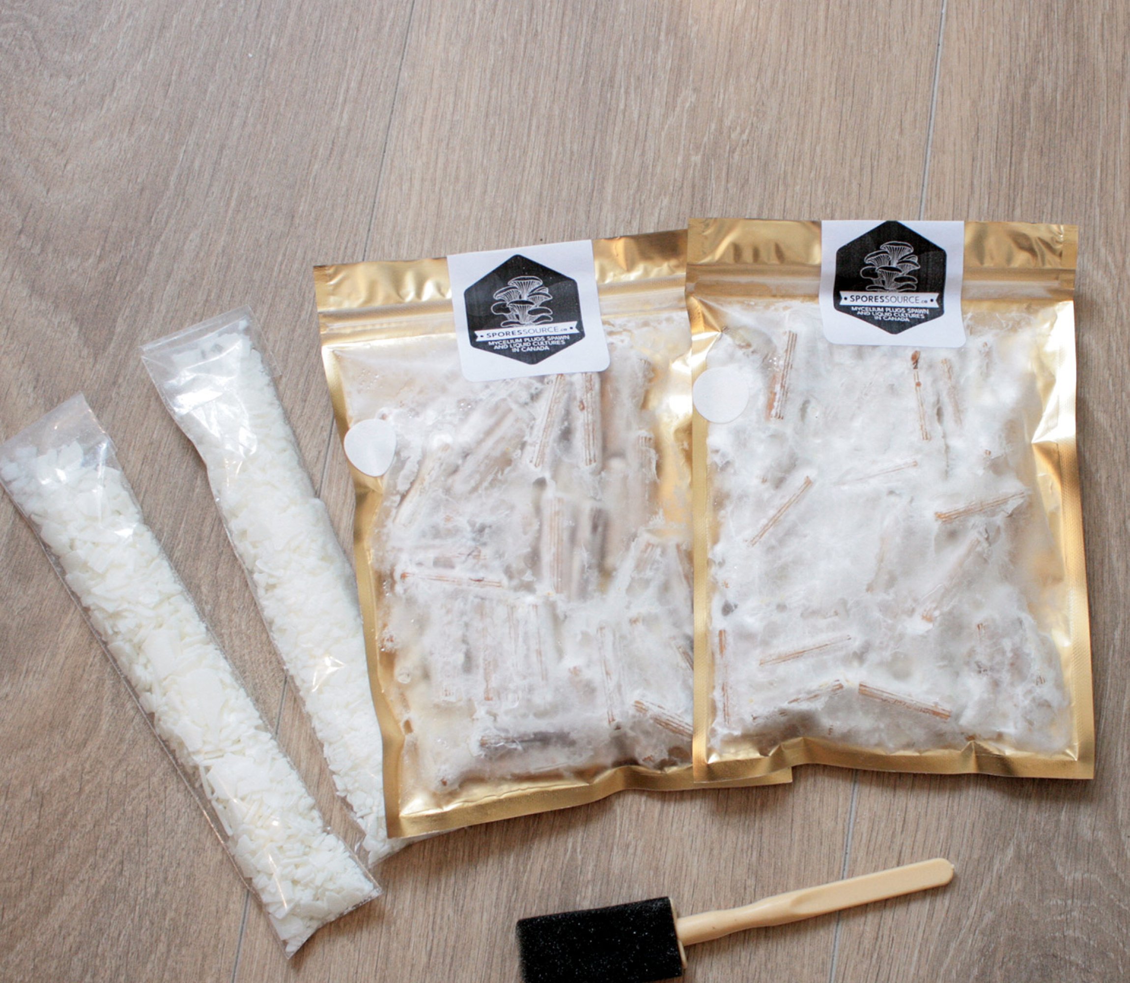 Goujons innoculés d emycélium de pleuirotes King noir perle en kit complet