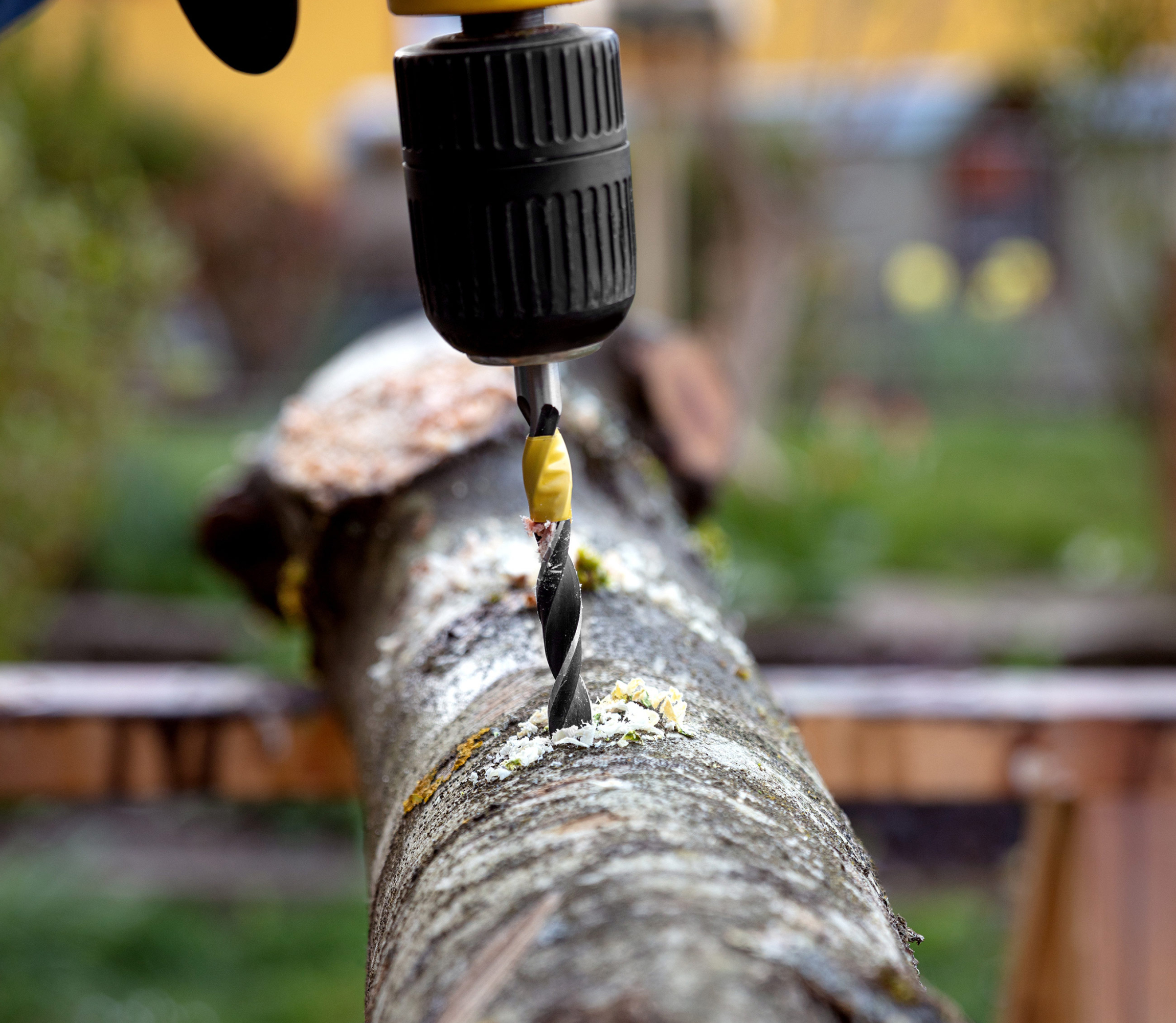 Drilling holes into a wood stump to insert plugs spawn