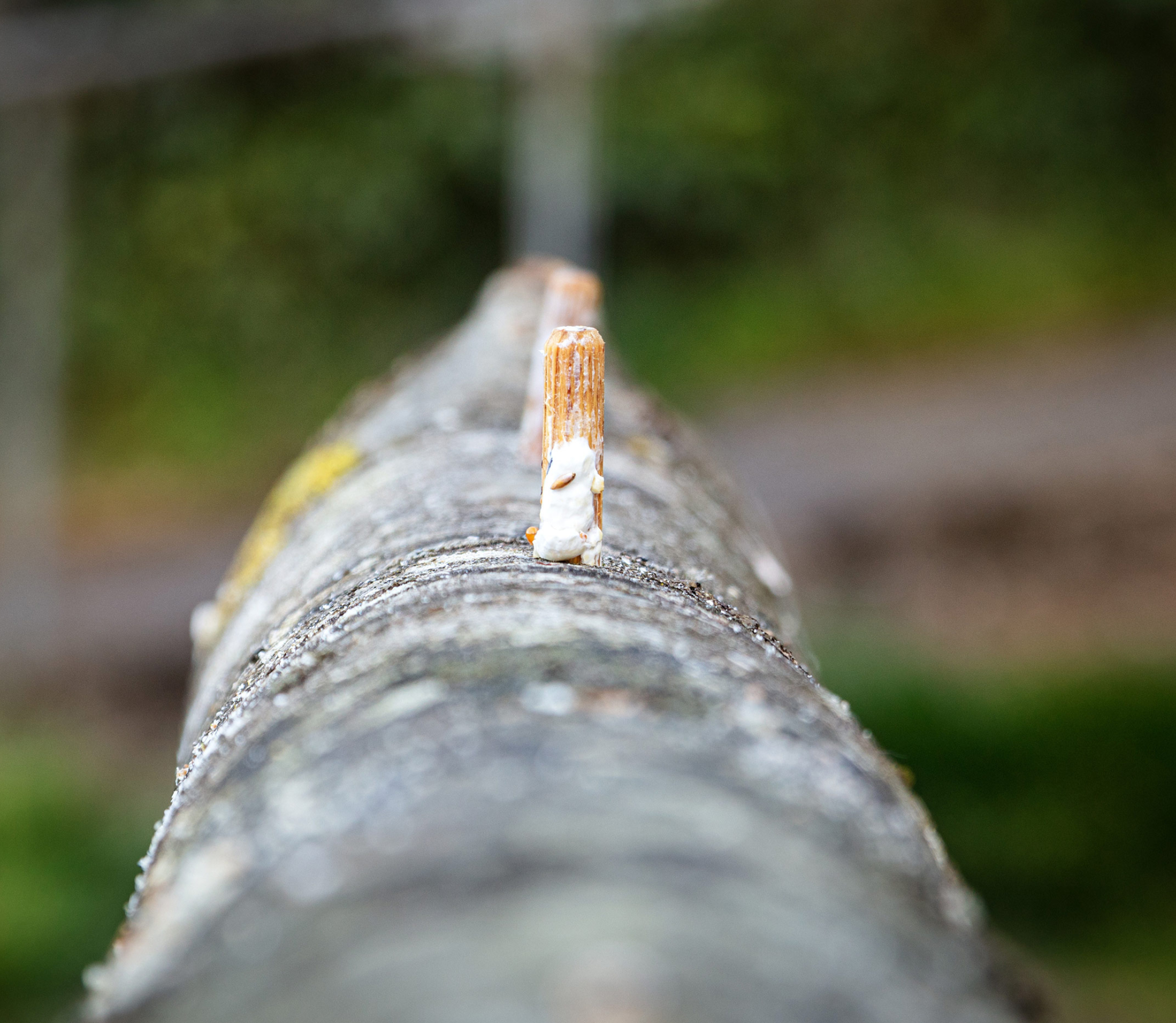 Insert plugs in log 