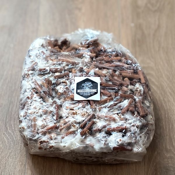 1000 blue oyster mushroom mycelium plugs bag