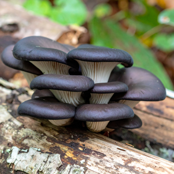 Black Pearl King oyster growing on wood stump