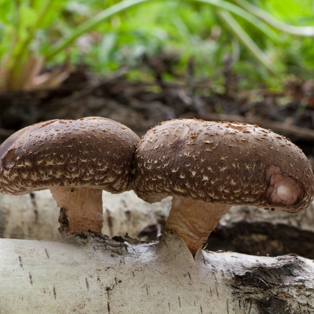 Buy shitake mushroom plugs kit Buy shitake mushroom plugs kit