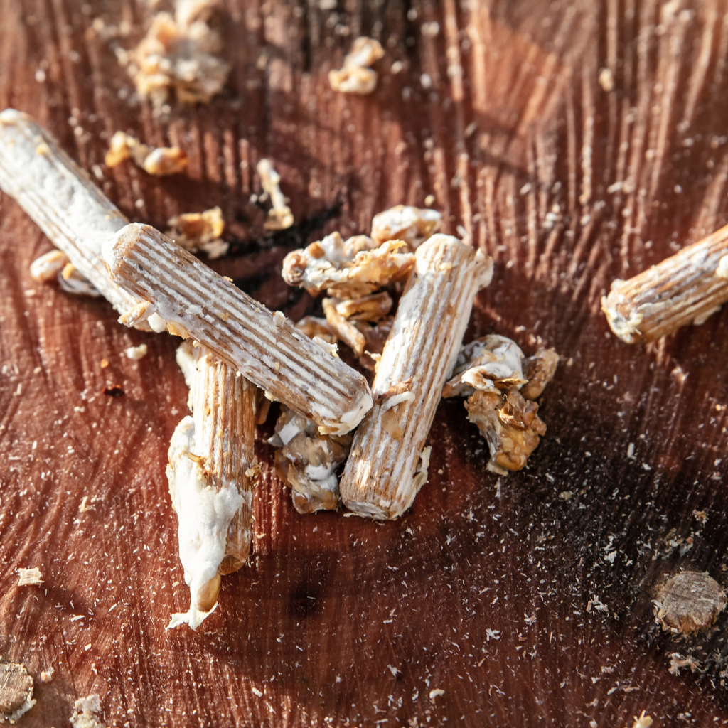 Chevilles de bois dur inoculées avec du mycélium fait à partir de grains certifié biologique