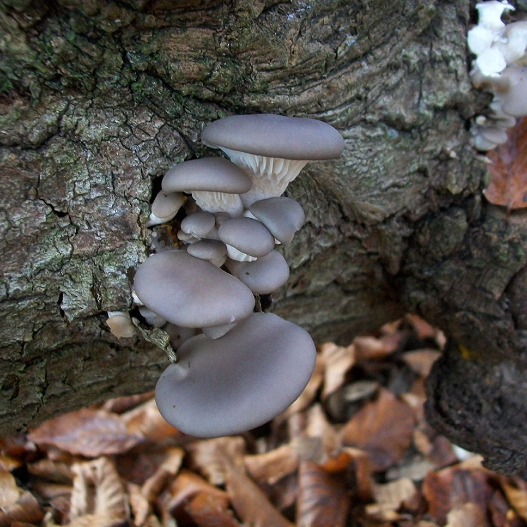 Blue oyster mushroom Blue oyster mushroom