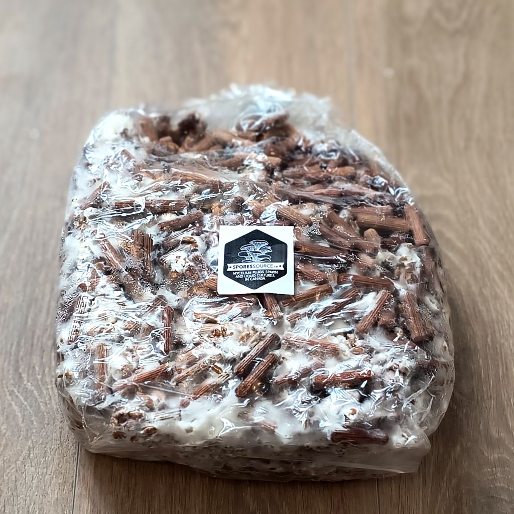 1000 blue oyster mushroom mycelium plugs bag 1000 blue oyster mushroom mycelium plugs bag