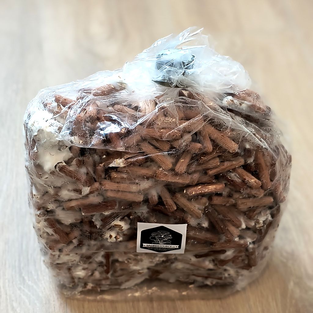 1000 brown oyster mushroom mycelium plugs bag 1000 brown oyster mushroom mycelium plugs bag