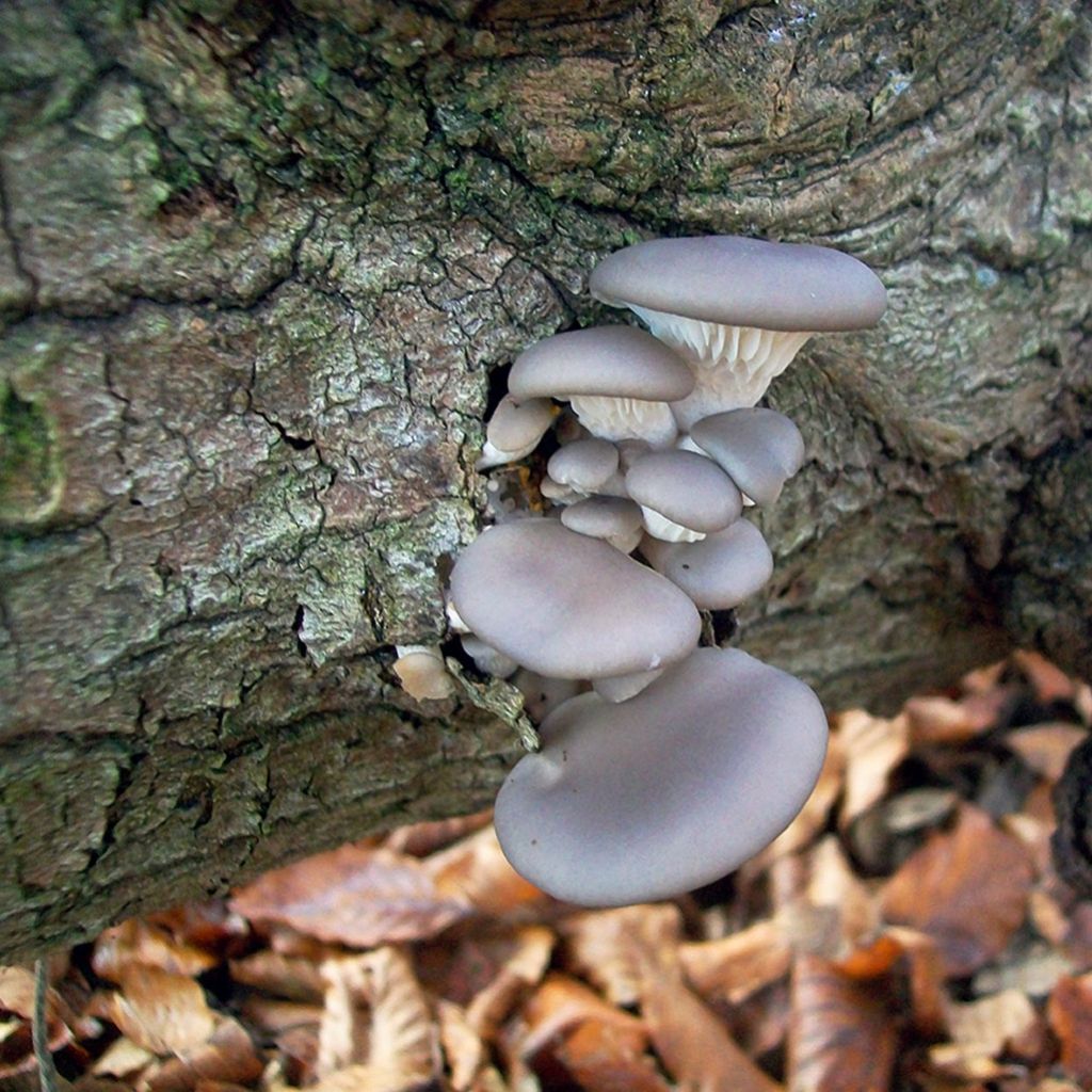 Blue oyster mushroom