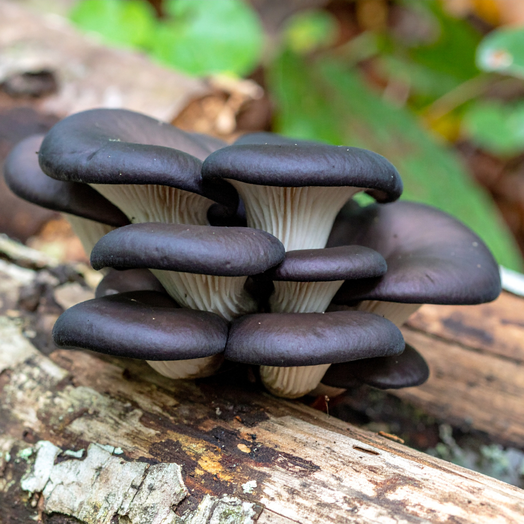 Black Pearl King oyster growing on wood stump Black Pearl King oyster growing on wood stump