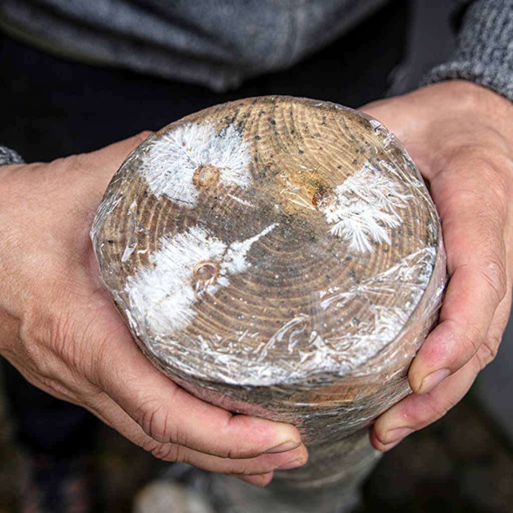 Propagation of mushroom mycelium in the logs Propagation of mushroom mycelium in the logs