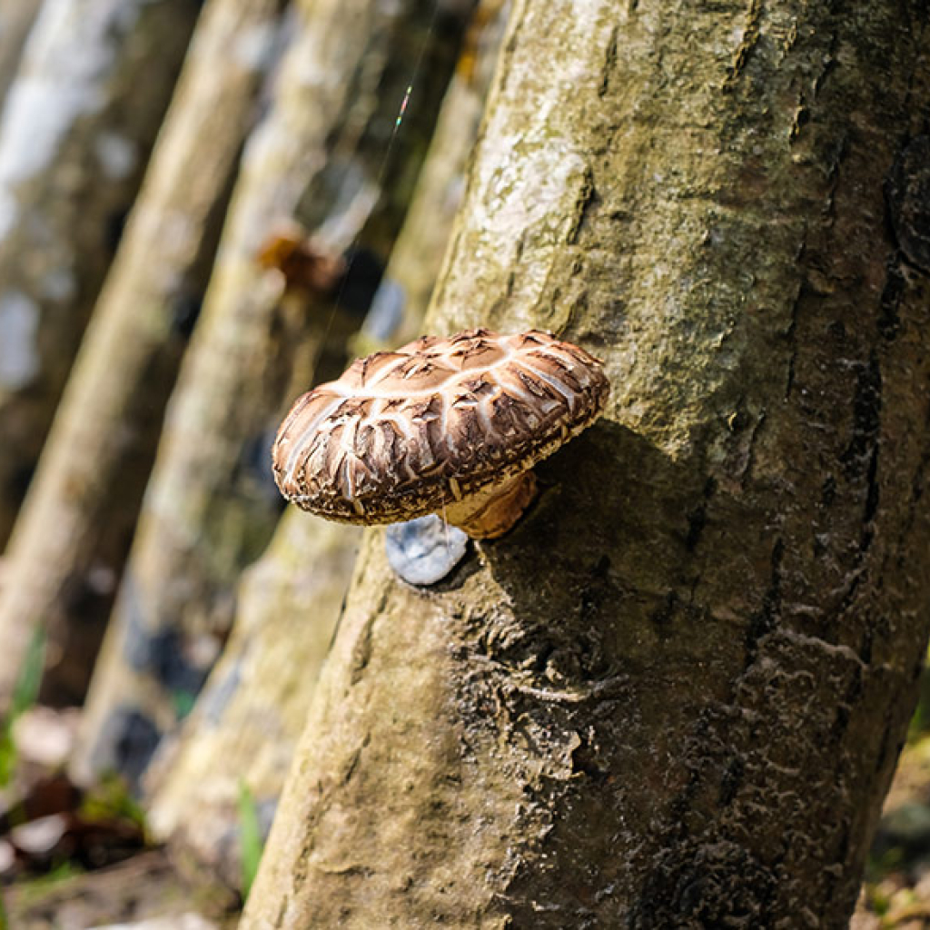 Shitake mushroom culture on logs Shitake mushroom culture on logs