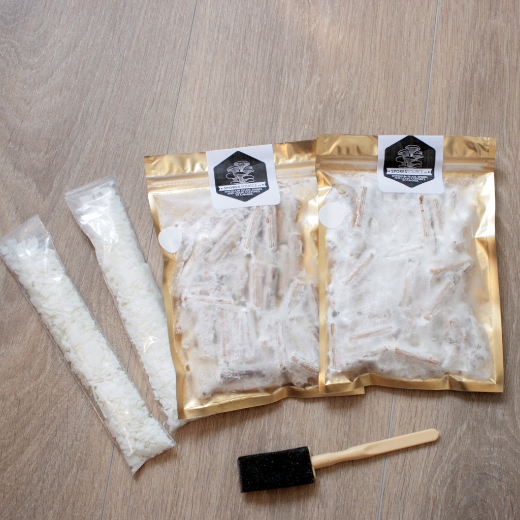 Goujons innoculés d emycélium de pleuirotes King noir perle en kit complet