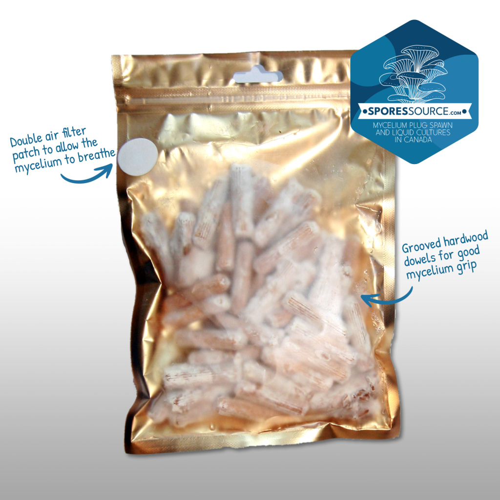 Sac scellée de goujons inoculés de mycélium de pleurotes