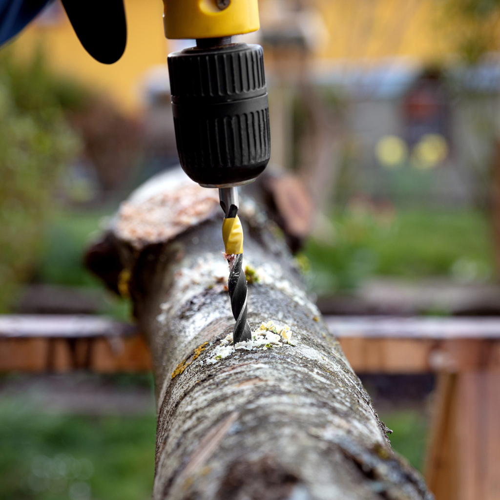 Drilling holes into a wood stump to insert plugs spawn