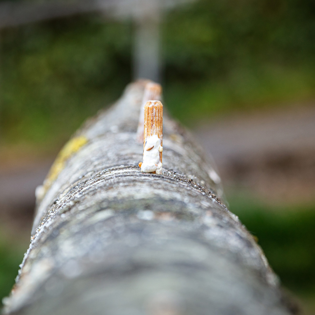 Insert plugs in log 