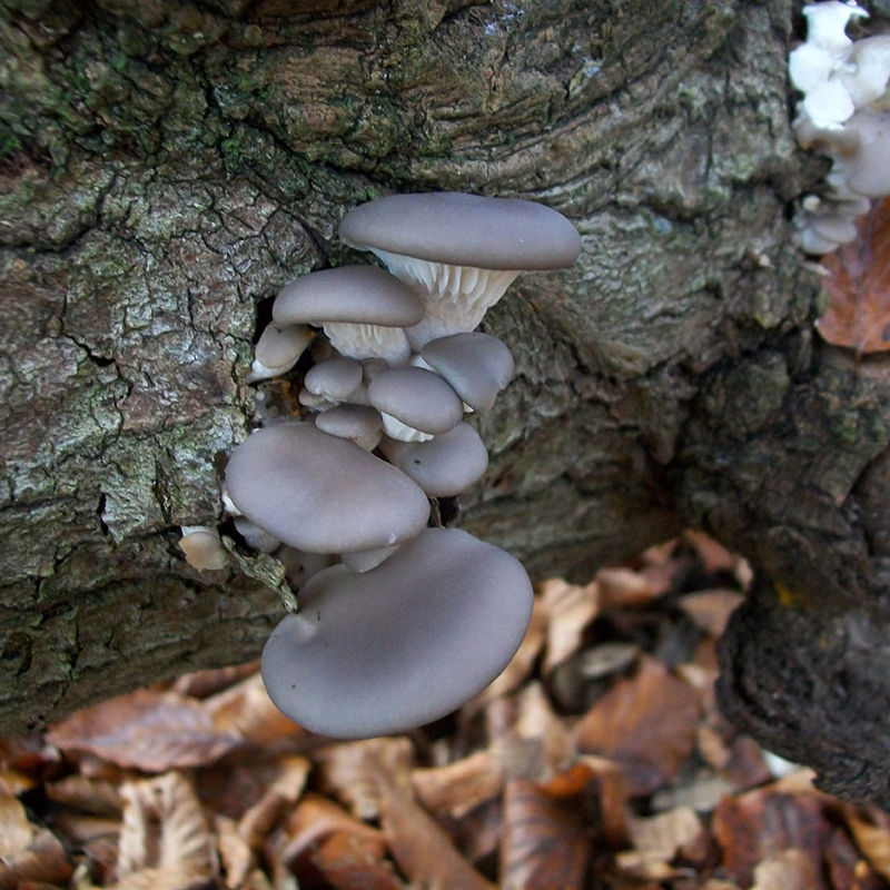 Blue oyster mushrooms growing at home on wood log Blue oyster mushrooms growing at home on wood log