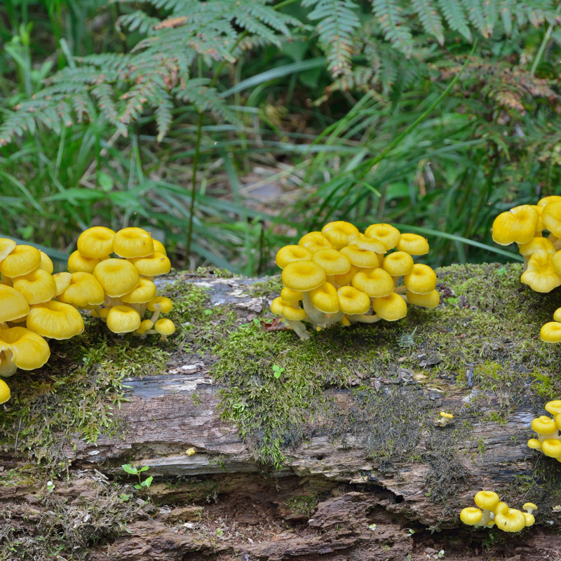 Golden (yellow) oyster mushrooms growing at home on wood log Golden (yellow) oyster mushrooms growing at home on wood log