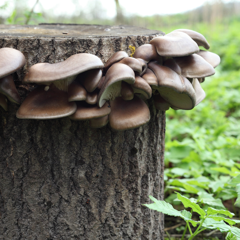 Brown oyster mushrooms growing at home on wood log Brown oyster mushrooms growing at home on wood log