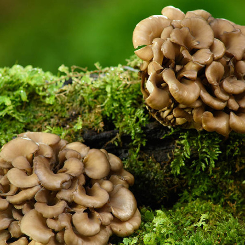 Maitake mushrooms growing at home on wood log Maitake mushrooms growing at home on wood log